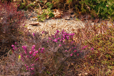 Pink Erica carnea flowers or winter Heathin the garden in early spring. Floral background, botanical conceptの写真素材