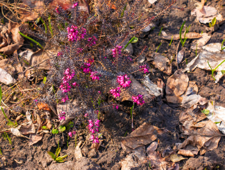 Pink Erica carnea flowers or winter Heathin the garden in early spring. Floral background, botanical conceptの写真素材