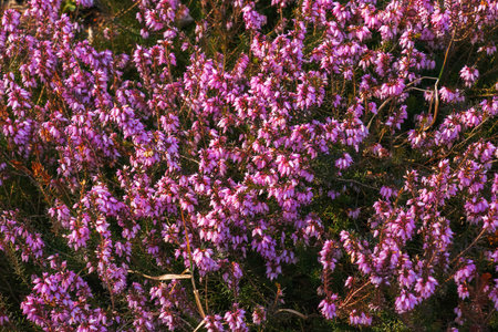 Pink Erica carnea flowers or winter Heathin the garden in early spring. Floral background, botanical conceptの写真素材