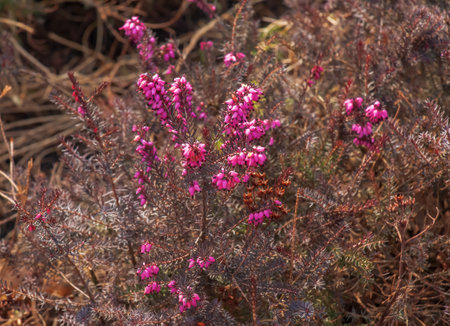 Pink Erica carnea flowers or winter Heathin the garden in early spring. Floral background, botanical conceptの写真素材