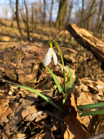 Beautiful first flowers snowdrops in spring forest. Tender spring flowers snowdrops harbingers of warming symbolize the arrival of spring.の写真素材