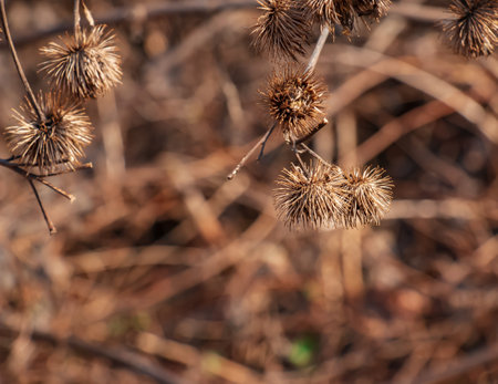 Dry thorny burdock plant in nature close-up. The prickly Herb Burdock plant or Arctium plant from the Asteraceae family. Dried seed heads. Ripe burrs with sharp catchy hooks.の写真素材