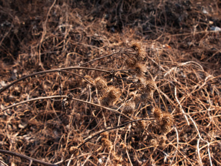 Dry thorny burdock plant in nature close-up. The prickly Herb Burdock plant or Arctium plant from the Asteraceae family. Dried seed heads. Ripe burrs with sharp catchy hooks.の写真素材