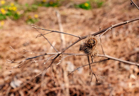 Dry thorny burdock plant in nature close-up. The prickly Herb Burdock plant or Arctium plant from the Asteraceae family. Dried seed heads. Ripe burrs with sharp catchy hooks.の写真素材
