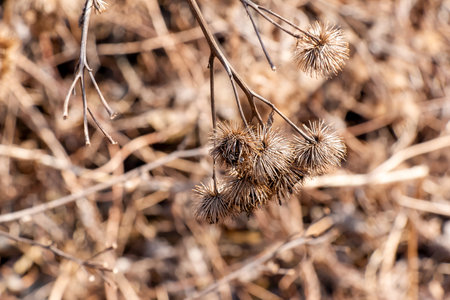 Dry thorny burdock plant in nature close-up. The prickly Herb Burdock plant or Arctium plant from the Asteraceae family. Dried seed heads. Ripe burrs with sharp catchy hooks.の写真素材