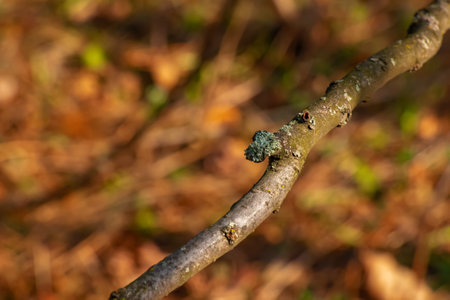 Trunk of staghorn sumac in early spring in the garden. The texture of the bark of the sumac shrub.の写真素材