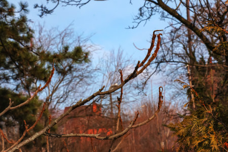 Branches with buds of staghorn sumac in early spring in the garden.の写真素材