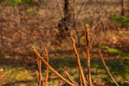 Branches with buds of staghorn sumac in early spring in the garden.の写真素材