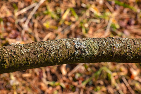 Trunk of staghorn sumac in early spring in the garden. The texture of the bark of the sumac shrub.の写真素材