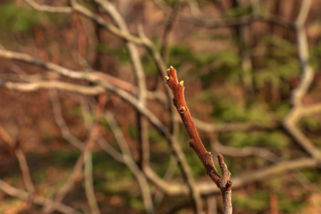 Branches with buds of staghorn sumac in early spring in the garden.の写真素材
