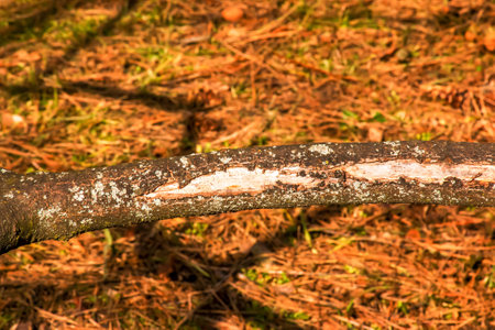 Trunk of staghorn sumac in early spring in the garden. The texture of the bark of the sumac shrub.の写真素材