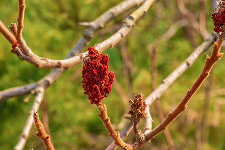 Branches with buds of staghorn sumac in early spring in the garden.の写真素材