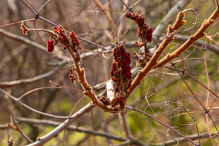 Branches with buds of staghorn sumac in early spring in the garden.の写真素材