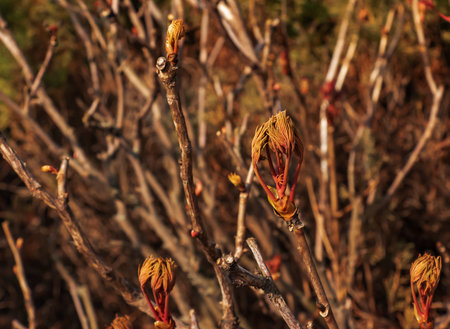Buds on the branches of a peony tree close-up. Paeonia suffruticosa in spring in the garden.の写真素材