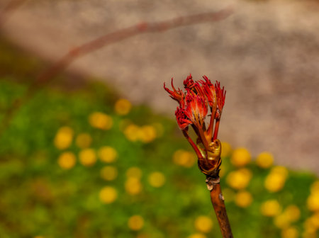 Buds on the branches of a peony tree close-up. Paeonia suffruticosa in spring in the garden.の写真素材