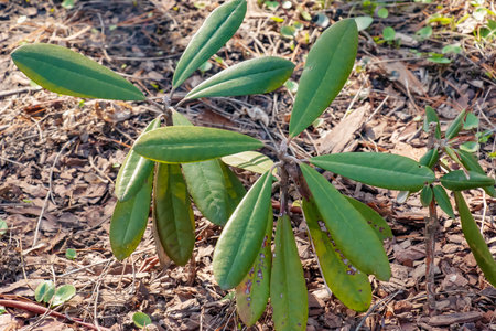 Young seedling of rhododendron in the ground in the garden in spring. The Latin name for the plant is Rhododendron L.の写真素材