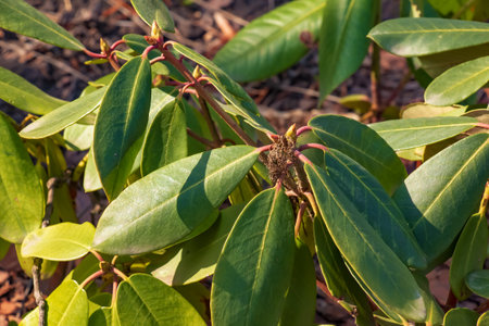 Young seedling of rhododendron in the ground in the garden in spring. The Latin name for the plant is Rhododendron L.の写真素材