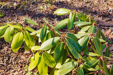 Young seedling of rhododendron in the ground in the garden in spring. The Latin name for the plant is Rhododendron L.の写真素材