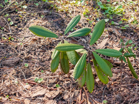 Young seedling of rhododendron in the ground in the garden in spring. The Latin name for the plant is Rhododendron L.の写真素材