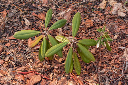 Young seedling of rhododendron in the ground in the garden in spring. The Latin name for the plant is Rhododendron L.の写真素材