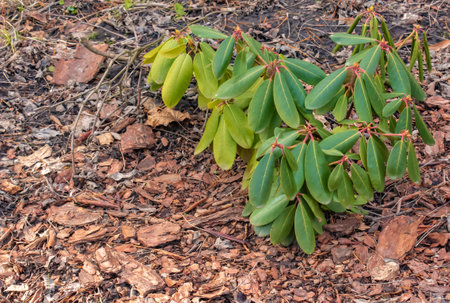 Young seedling of rhododendron in the ground in the garden in spring. The Latin name for the plant is Rhododendron L.の写真素材