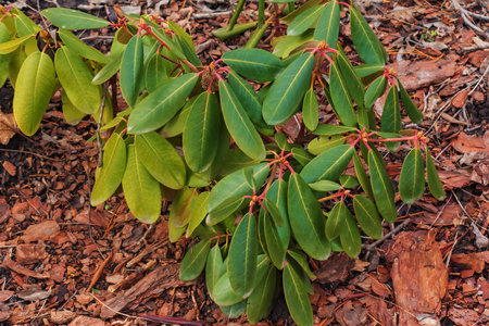 Young seedling of rhododendron in the ground in the garden in spring. The Latin name for the plant is Rhododendron L.の写真素材