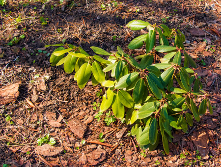 Young seedling of rhododendron in the ground in the garden in spring. The Latin name for the plant is Rhododendron L.の写真素材