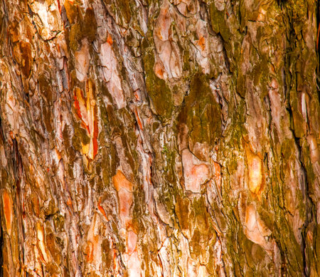 Pinus bark close-up. The texture of the trunk of Pinus sylvestris L. Background from living wood. forest nature skin.の写真素材