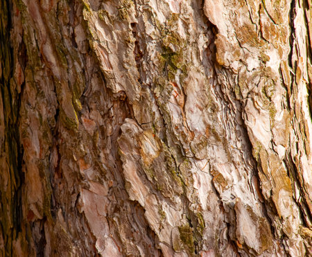 Pinus bark close-up. The texture of the trunk of Pinus sylvestris L. Background from living wood. forest nature skin.の写真素材