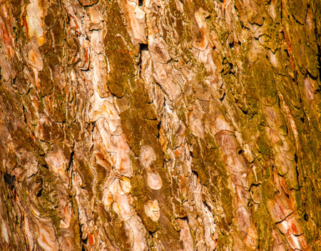 Pinus bark close-up. The texture of the trunk of Pinus sylvestris L. Background from living wood. forest nature skin.の写真素材