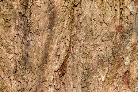 Close-up of chestnut bark. The texture of the trunk of Aesculus hippocastanum L. Background from living wood. skin of the forest nature.の写真素材