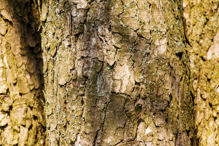 Close-up of chestnut bark. The texture of the trunk of Aesculus hippocastanum L. Background from living wood. skin of the forest nature.の写真素材