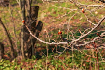 Chestnut tree twig with new green buds. Latin name Aesculus hippocastanum L.の写真素材