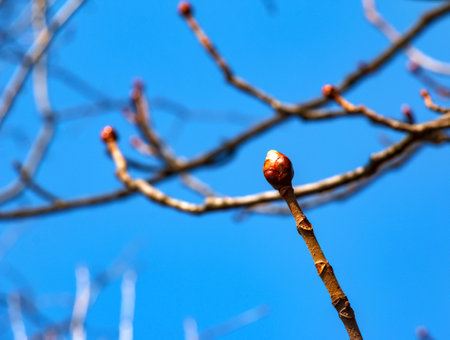 Chestnut tree twig with new green buds. Latin name Aesculus hippocastanum L.の写真素材
