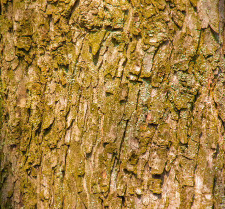 Close-up of chestnut bark. The texture of the trunk of Aesculus hippocastanum L. Background from living wood. skin of the forest nature.の写真素材