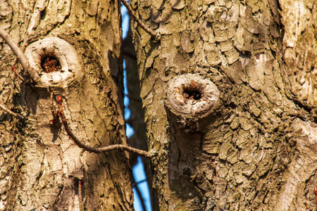 Close-up of chestnut bark. The texture of the trunk of Aesculus hippocastanum L. Background from living wood. skin of the forest nature.の写真素材