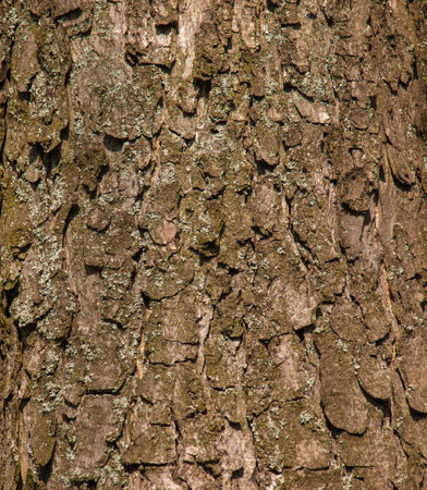 Close-up of chestnut bark. The texture of the trunk of Aesculus hippocastanum L. Background from living wood. skin of the forest nature.の写真素材
