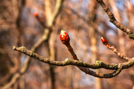 Chestnut tree twig with new green buds. Latin name Aesculus hippocastanum L.の写真素材
