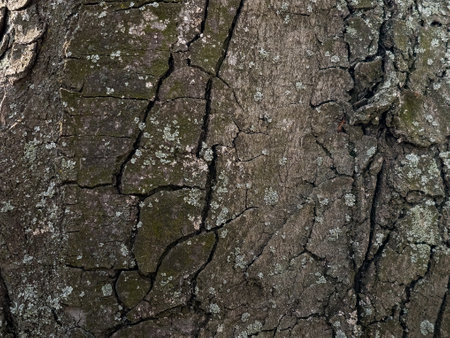 Close-up of chestnut bark. The texture of the trunk of Aesculus hippocastanum L. Background from living wood. skin of the forest nature.の写真素材
