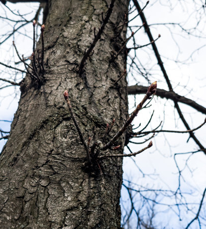 Chestnut tree twig with new green buds. Latin name Aesculus hippocastanum L.の写真素材