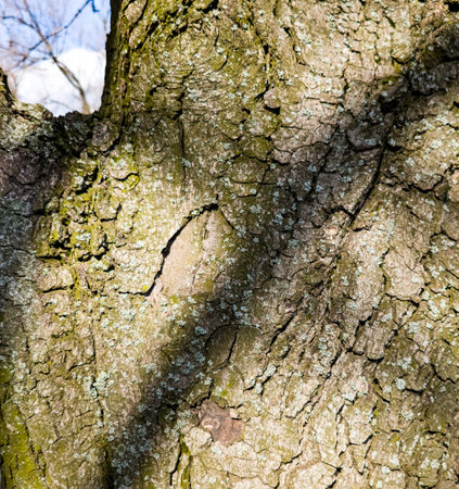 Close-up of chestnut bark. The texture of the trunk of Aesculus hippocastanum L. Background from living wood. skin of the forest nature.の写真素材
