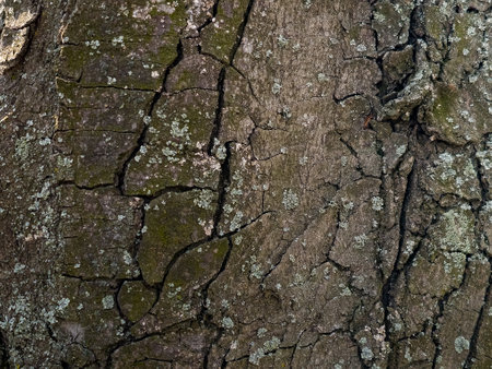 Close-up of chestnut bark. The texture of the trunk of Aesculus hippocastanum L. Background from living wood. skin of the forest nature.の写真素材