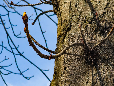 Chestnut tree twig with new green buds. Latin name Aesculus hippocastanum L.の写真素材