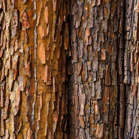 Close-up of chestnut bark. Background from living wood. Skin of the forest nature. Image created with Generative AI.の素材