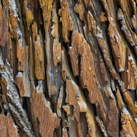 Close-up of chestnut bark. Background from living wood. Skin of the forest nature. Image created with Generative AI.の素材