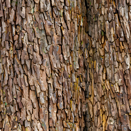 Close-up of chestnut bark. Background from living wood. Skin of the forest nature. Image created with Generative AI.の素材