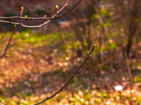 Wild service tree, Sorbus torminalis, buds on a twig in springの写真素材