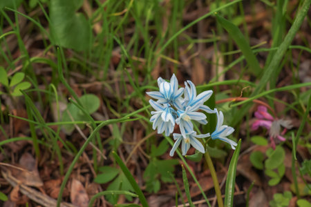 Puschkinia scilloides early spring bulbous flowers in bloom, small white and blue flowering plant, called striped lebanon squillsの写真素材