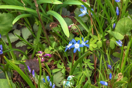 Puschkinia scilloides early spring bulbous flowers in bloom, small white and blue flowering plant, called striped lebanon squillsの写真素材