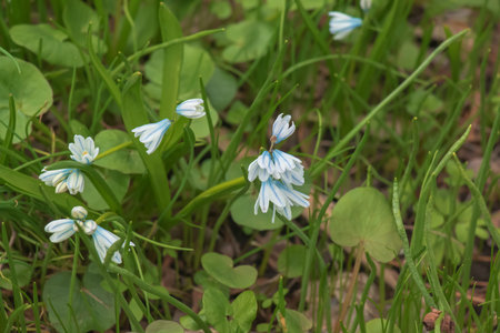 Puschkinia scilloides early spring bulbous flowers in bloom, small white and blue flowering plant, called striped lebanon squillsの写真素材